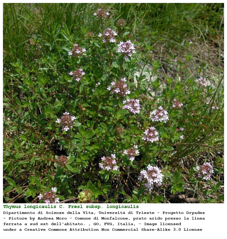 Thymus longicaulis C. Presl subsp. longicaulis